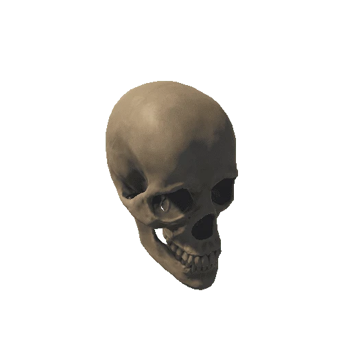 base_mesh_skull 5